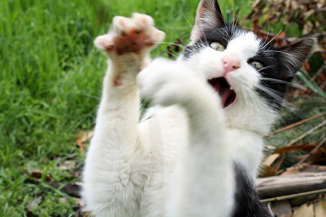 哥伦比亚马术协会举办马匹护理培训班,提高骑手护理技能。,哥伦比亚马林