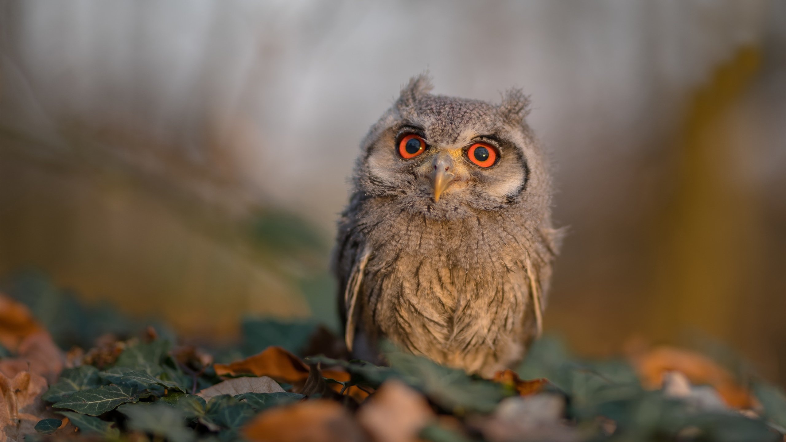 爱游戏娱乐平台-《跨国大战一触即发：国际电竞舞台的激烈对抗》，跨国电竞物流
